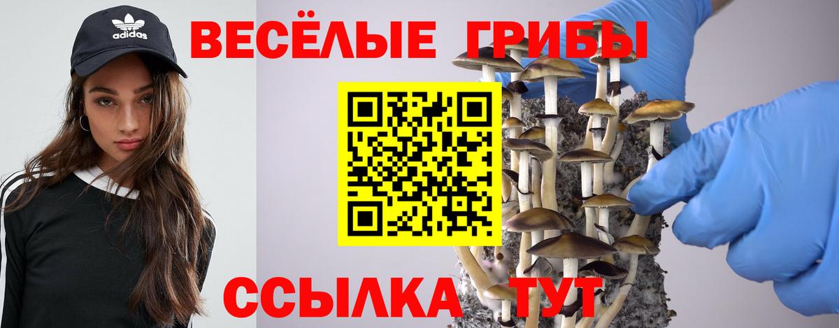 Псилоцибиновые грибы Psilocybe Камышлов